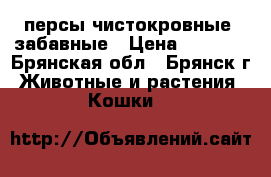 ,персы чистокровные, забавные › Цена ­ 3 000 - Брянская обл., Брянск г. Животные и растения » Кошки   